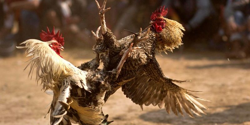 WS168 Đá Gà U888 - Sân Chơi Đỉnh Cao Cho Người Đam Mê